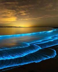 Bioluminescence Tour